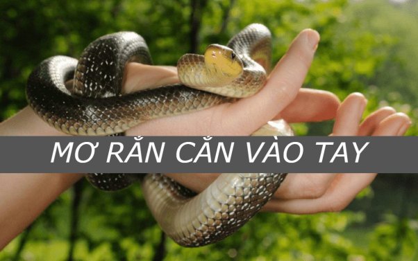 Mơ bị rắn hổ mang cắn