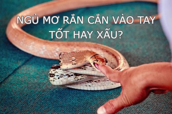 Ngủ mộng bị cắn bởi rắn màu vàng