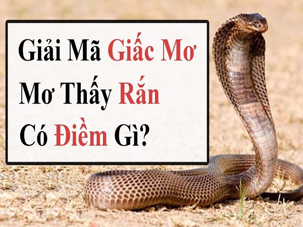 Nằm mơ thấy nhiều rắn nhiều màu